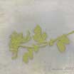 Flowering Branch