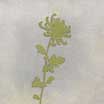 Flowering Branch II