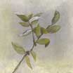 Mangrove Branch